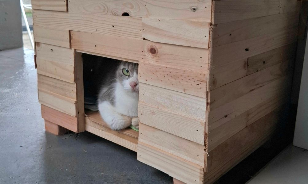 Pet-Friendly Beachside Homes in Agnes Water